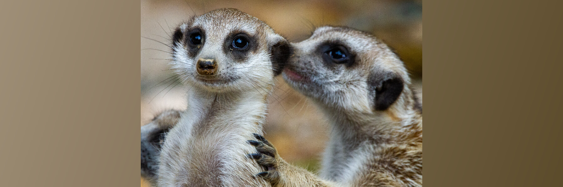 meerkats-whispers
