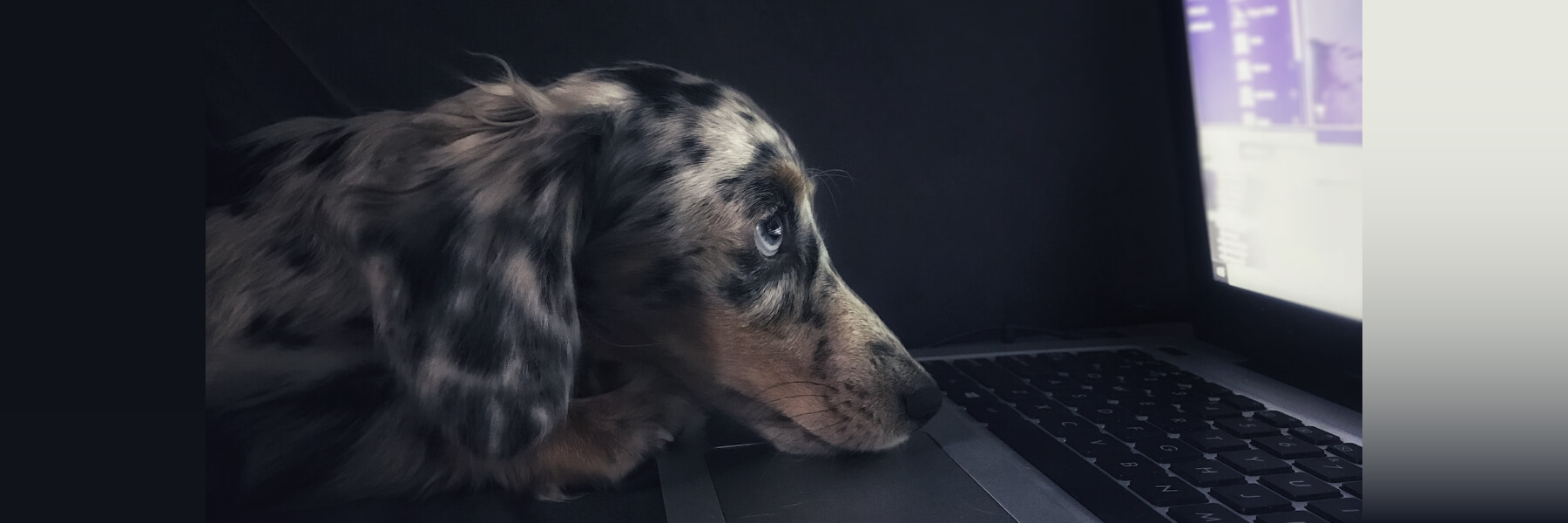 work-family-dog-laptop